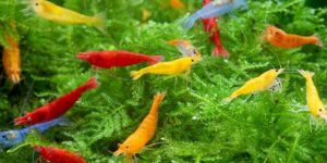 انواع میگوهای آکواریومی آب شیرین