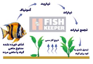 سیکل آب آکواریوم
