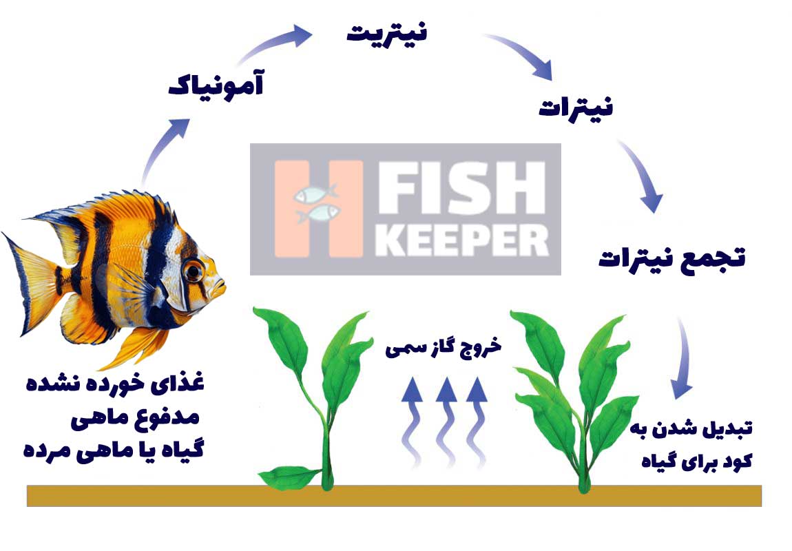 سیکل آب آکواریوم